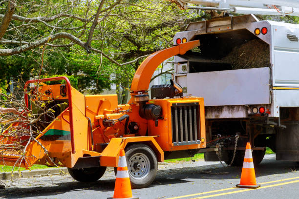 Best Root Management and Removal  in Oakwood, IL